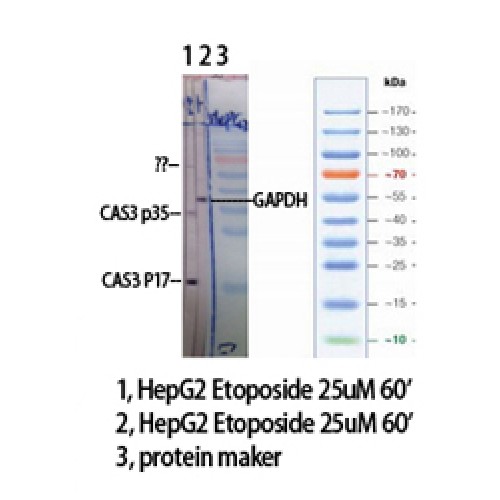 CASP3 / Caspase 3 Antibody - Western blot of Cleaved-Caspase-3 p17 (D175) antibody