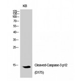 CASP3 / Caspase 3 Antibody - Western blot of Cleaved-Caspase-3 p12 (D175) antibody