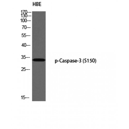 CASP3 / Caspase 3 Antibody - Western blot of Phospho-Caspase-3 (S150) antibody