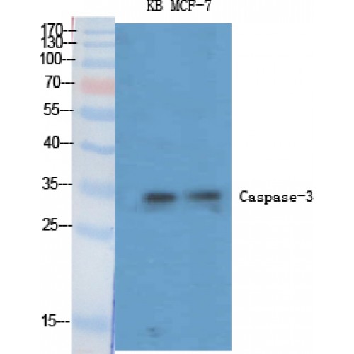 CASP3 / Caspase 3 Antibody - Western blot of Caspase-3 antibody