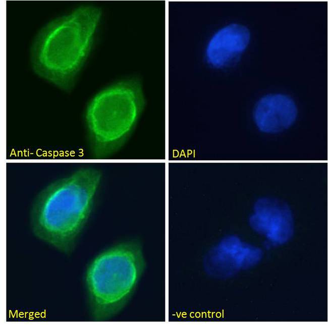CASP3 / Caspase 3 Antibody - Caspase 3 Antibody Immunofluorescence analysis of paraformaldehyde fixed U251 cells, permeabilized with 0.15% Triton. Primary incubation 1hr (10ug/ml) followed by Alexa Fluor 488 secondary antibody (2ug/ml), showing cytoplasmic staining. The nuclear stain is DAPI (blue). Negative control: Unimmunized goat IgG (10ug/ml) followed by Alexa Fluor 488 secondary antibody (2ug/ml).