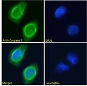 CASP3 / Caspase 3 Antibody - Caspase 3 Antibody Immunofluorescence analysis of paraformaldehyde fixed U251 cells, permeabilized with 0.15% Triton. Primary incubation 1hr (10ug/ml) followed by Alexa Fluor 488 secondary antibody (2ug/ml), showing cytoplasmic staining. The nuclear stain is DAPI (blue). Negative control: Unimmunized goat IgG (10ug/ml) followed by Alexa Fluor 488 secondary antibody (2ug/ml).