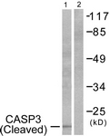 CASP3 / Caspase 3 Antibody - Western blot of extracts from 293 cells, treated with Etoposide 25 uM 60', using Caspase 3 (Cleaved-Asp175) Antibody. The lane on the right is treated with the synthesized peptide.