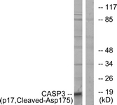CASP3 / Caspase 3 Antibody - Western blot of extracts from COLO cells, using Caspase 3 (p17, Cleaved-Asp175) Antibody. The lane on the right is treated with the synthesized peptide.