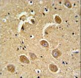 CASP3 / Caspase 3 Antibody - CASP3(Asp175) Antibody IHC of formalin-fixed and paraffin-embedded human brain tissue followed by peroxidase-conjugated secondary antibody and DAB staining.
