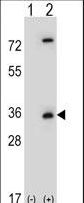 CASP3 / Caspase 3 Antibody - Western blot of CASP3 (arrow) using rabbit polyclonal CASP3 Antibody. 293 cell lysates (2 ug/lane) either nontransfected (Lane 1) or transiently transfected (Lane 2) with the CASP3 gene.