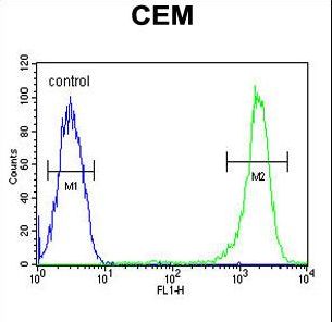 CASP3 / Caspase 3 Antibody - CASP3(Asp175) Antibody flow cytometry of CEM cells (right histogram) compared to a negative control cell (left histogram). FITC-conjugated goat-anti-rabbit secondary antibodies were used for the analysis.