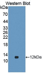 CASP3 / Caspase 3 Antibody - Western Blot; Sample: Recombinant protein.