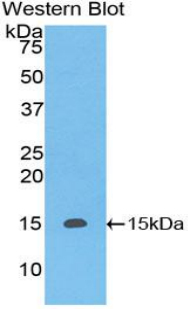CASP3 / Caspase 3 Antibody - Western blot of recombinant CASP3 / Caspase 3.  This image was taken for the unconjugated form of this product. Other forms have not been tested.