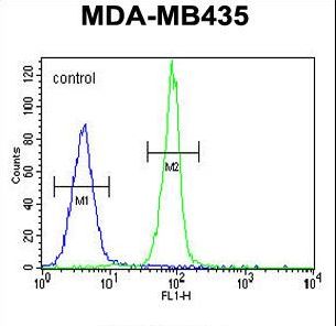 CASP3 / Caspase 3 Antibody - CASP3 Antibody flow cytometry of MDA-MB435 cells (right histogram) compared to a negative control cell (left histogram). FITC-conjugated goat-anti-rabbit secondary antibodies were used for the analysis.