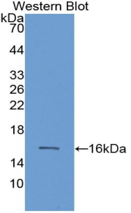 CASP3 / Caspase 3 Antibody - Western blot of recombinant CASP3 / Caspase 3.