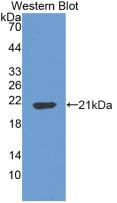 CASP3 / Caspase 3 Antibody - Western Blot; Sample: Recombinant CASP3, Mouse.