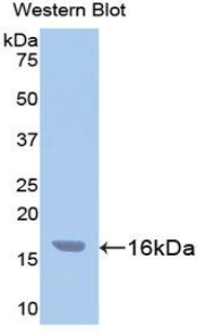 CASP3 / Caspase 3 Antibody - Western blot of recombinant CASP3 / Caspase 3.  This image was taken for the unconjugated form of this product. Other forms have not been tested.