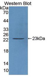CASP3 / Caspase 3 Antibody - Western Blot; Sample: Recombinant protein.