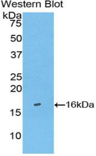 CASP3 / Caspase 3 Antibody - Western blot of recombinant CASP3 / Caspase 3.  This image was taken for the unconjugated form of this product. Other forms have not been tested.