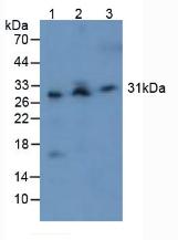 CASP3 / Caspase 3 Antibody - Western Blot; Sample. Lane1: Mouse Spleen Tissue; Lane2: Mouse Liver Tissue; Lane3: Mouse Blood Cells.