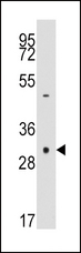 CASP3 / Caspase 3 Antibody - Western blot of anti-CASP3 antibody in NCI-H460 cell line lysates (35 ug/lane). CASP3 (arrow) was detected using the purified antibody.