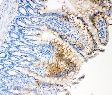 CASP3 / Caspase 3 Antibody - Caspase-3(P17) antibody IHC-paraffin: Rat Intestine Tissue Lysate.