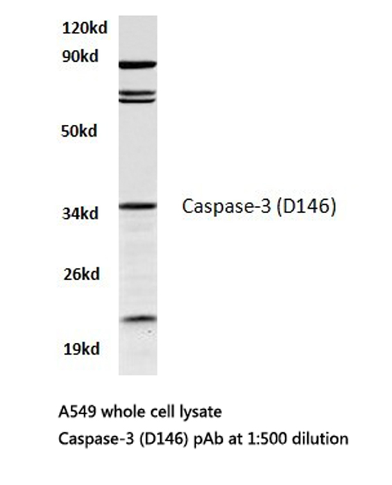 CASP3 / Caspase 3 Antibody - Western blot of Caspase 3 (D146) pAb in extracts from A549 cells.