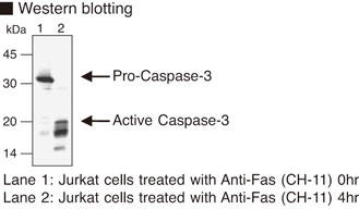 CASP3 / Caspase 3 Antibody
