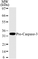 CASP3 / Caspase 3 Antibody - Western blot analysis for human Caspase-3 using HL60 lysates with antibody at 2 µg/ml dilution. antibody only detects a 32 kD Caspase-3 corresponding to pro-Caspase-3.