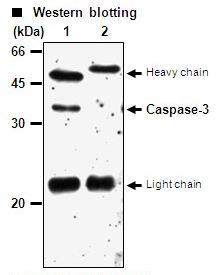 CASP3 / Caspase 3 Antibody