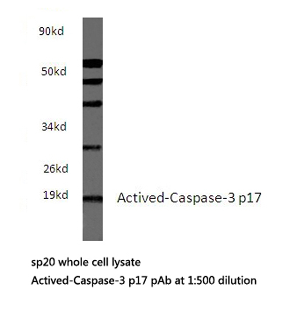 CASP3 / Caspase 3 Antibody - Western blot of Activated-Caspase-3 p17 pAb in extracts from sp20 cells.