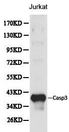 CASP3 / Caspase 3 Antibody - Western blot of Caspase-3 pAb in extracts from Jurkat cells.