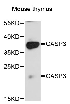 CASP3 / Caspase 3 Antibody - Western blot analysis of extracts of Mouse thymus cells.