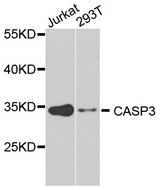 CASP3 / Caspase 3 Antibody - Western blot analysis of extracts of various cell lines.