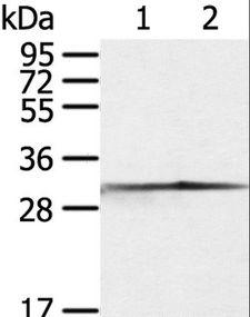 CASP3 / Caspase 3 Antibody - Western blot analysis of Jurkat and 293T cell, using CASP3 Polyclonal Antibody at dilution of 1:300.