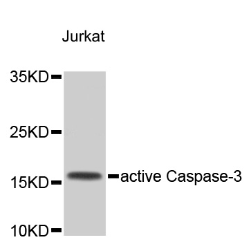 CASP3 / Caspase 3 Antibody - Western blot analysis of extracts of Jurkat cells, using CASP3 antibody. The secondary antibody used was an HRP Goat Anti-Rabbit IgG (H+L) at 1:10000 dilution. Lysates were loaded 25ug per lane and 3% nonfat dry milk in TBST was used for blocking.
