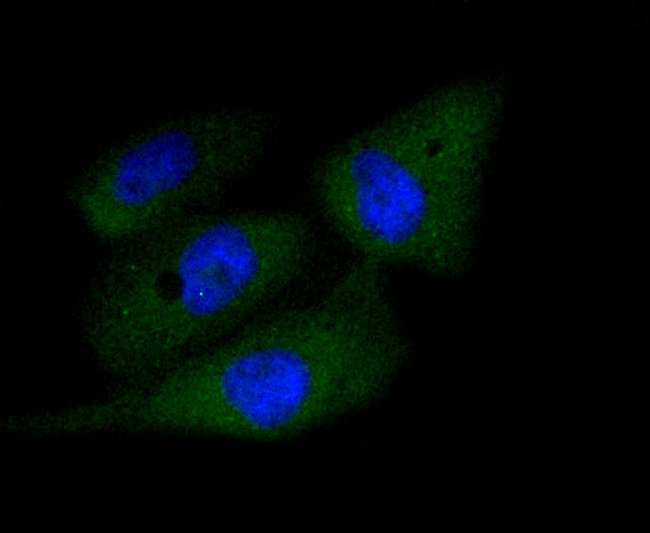CASP3 / Caspase 3 Antibody - Immunofluorescence analysis of PC-3M cells using CASP3 antibody.