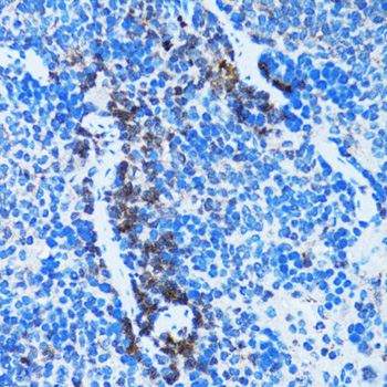 CASP3 / Caspase 3 Antibody - Immunohistochemistry of paraffin-embedded rat spleen using CASP3 antibody at dilution of 1:100 (40x lens).
