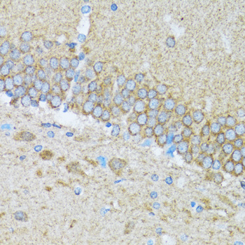 CASP3 / Caspase 3 Antibody - Immunohistochemistry of paraffin-embedded mouse brain using CASP3 antibody at dilution of 1:100 (40x lens).