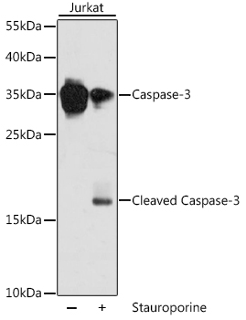 CASP3 / Caspase 3 Antibody - Western blot analysis of extracts of Jurkat cells, using CASP3 antibody. Jurkat cells treated by Stauroporine. The secondary antibody used was an HRP Goat Anti-Rabbit IgG (H+L) at 1:10000 dilution. Lysates were loaded 25ug per lane and 3% nonfat dry milk in TBST was used for blocking.