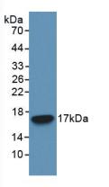 CASP3 / Caspase 3 Antibody - Western Blot; Sample: Recombinant CASP3, Human.