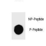 CASP3 / Caspase 3 Antibody - Dot blot of Phospho-mouse CASP3-S26 Antibody Phospho-specific antibody on nitrocellulose membrane. 50ng of Phospho-peptide or Non Phospho-peptide per dot were adsorbed. Antibody working concentrations are 0.6ug per ml.