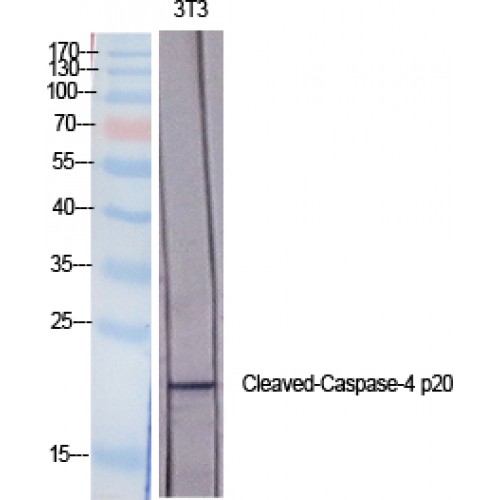 CASP4 / Caspase 4 Antibody - Western blot of Cleaved-Caspase-4 p20 (Q81) antibody