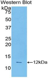 CASP4 / Caspase 4 Antibody - Western blot of recombinant CASP4 / Caspase 4.  This image was taken for the unconjugated form of this product. Other forms have not been tested.