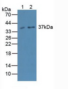 CASP4 / Caspase 4 Antibody - Western Blot; Sample: Lane1: Rat Testis Tissue; Lane2: Mouse Testis Tissue.