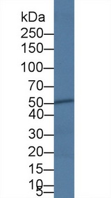 CASP4 / Caspase 4 Antibody - Western Blot; Sample: Bovine Heart lysate; Primary Ab: 5µg/ml Rabbit Anti-Bovine CASP4 Antibody Second Ab: 0.2µg/mL HRP-Linked Caprine Anti-Rabbit IgG Polyclonal Antibody