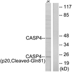 CASP4 / Caspase 4 Antibody - Western blot of extracts from Jurkat cells, using Caspase 4 (p20, Cleaved-Gln81) Antibody. The lane on the right is treated with the synthesized peptide.