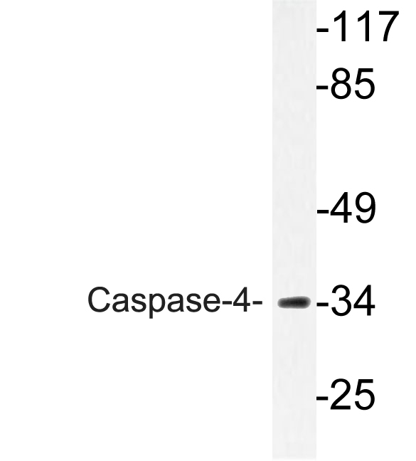 CASP4 / Caspase 4 Antibody - Western blot analysis of lysate from K562 cells, using Caspase-4 antibody.