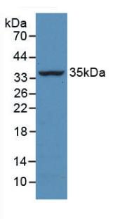CASP4 / Caspase 4 Antibody - Western Blot; Sample: Recombinant CASP4, Bovine.