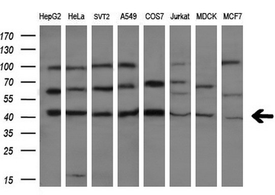 CASP4 / Caspase 4 Antibody - Western blot analysis of extracts. (10ug) from 8 different cell lines by using anti-CASP4 monoclonal antibody. (1:200)