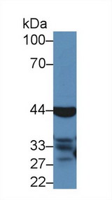 CASP4 / Caspase 4 Antibody - Western Blot; Sample: Mouse Liver lysate; Primary Ab: 5µg/ml Rabbit Anti-Bovine CASP4 Antibody Second Ab: 0.2µg/mL HRP-Linked Caprine Anti-Rabbit IgG Polyclonal Antibody