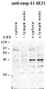 CASP4 / Caspase 4 Antibody - Western blot using anti-Caspase-11 (mouse), mAb (4E11) detecting endogenous caspase-11 in mouse spleen and lymph node as two bands of 43 and 38 kDa after exposure to LPS.