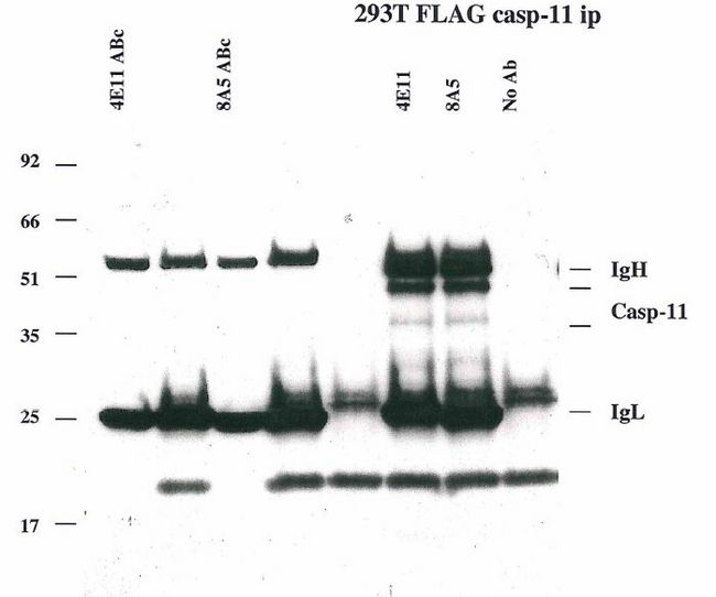 CASP4 / Caspase 4 Antibody - Immunoprecipitation of caspase-11 using anti-caspase-11 mAbs (4E11 and 8A5) .