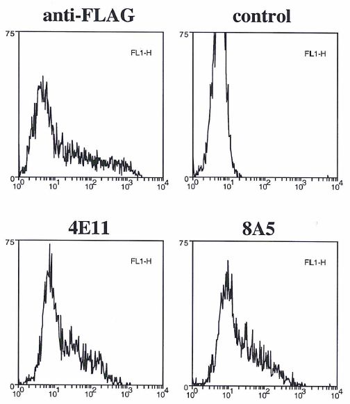 CASP4 / Caspase 4 Antibody - Flow cytometry data of overexpressed FLAG-tagged caspase-11 in 293T cells using anti-caspase-11 mAbs (4E11 and 8A5) , anti-FLAG or control.